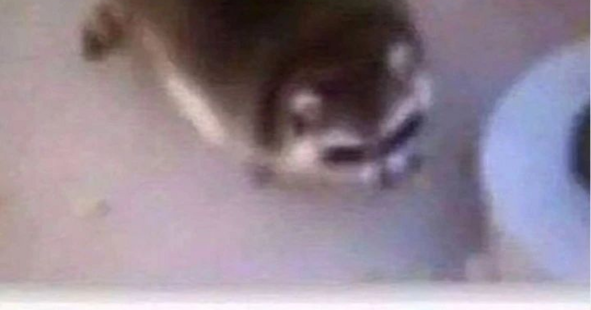 Icon for toot.vipra.vip